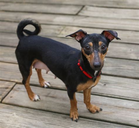 Miniature Pinscher Dog For Adoption In Nesbit Ms Adn 554042 On