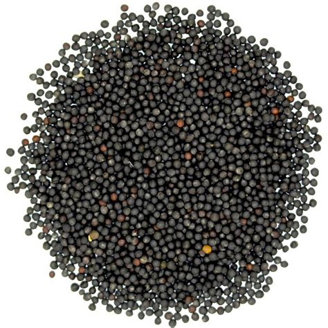 Black Mustard Seed At Rs 65kilogram Fine Mustard Rai काले सरसों के