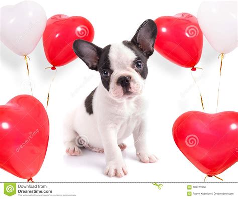 Cute Puppy With Heart Shape Balloons Stock Photo Image Of Feelings