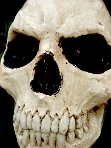 Free Skull Stock Photo - FreeImages.com