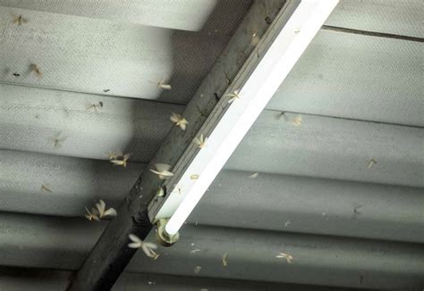 Termite Swarming Season What You Need To Know To Protect Your Home
