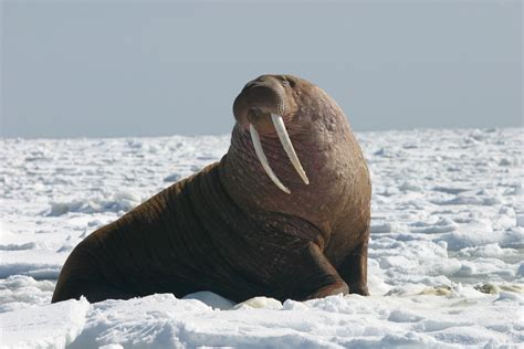 Popular Winter Animals That Thrive In Cold Weather Mystart