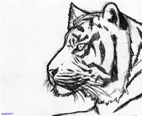Tiger Face Drawing Images Easy Tiger Face Drawing At Getdrawings