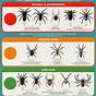 Kansas Spider Identification Chart