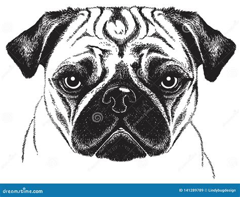 Sketch Of A Pugs Face Stock Illustration Illustration Of Cute 141289789