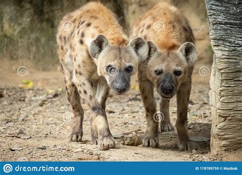 Hyena Stock Image Image Of Kruger Hyena Africa African 178789759