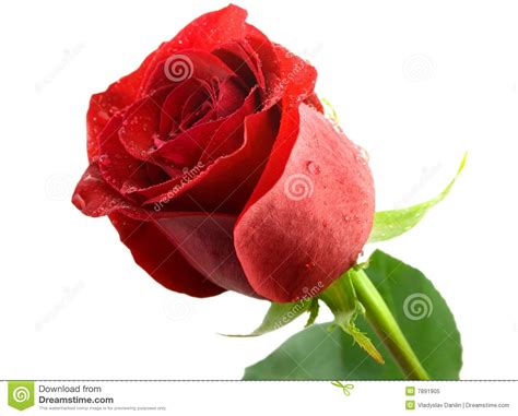 There are over a hundred species and thousands of cultivars. Rose flower stock image. Image of flower, event, flores ...