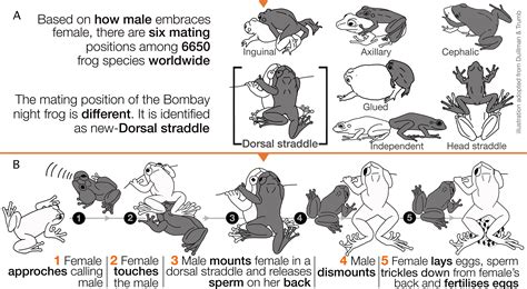 New ‘froggy Style Mating Position Discovered In Bombay Night Frogs