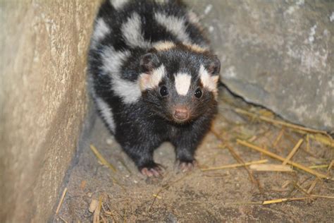 Eastern Spotted Skunk Spilogale Putorius Zoochat