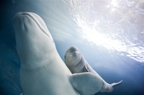 Photos Meet The Shedd Aquariums Baby Beluga Beluga Animals