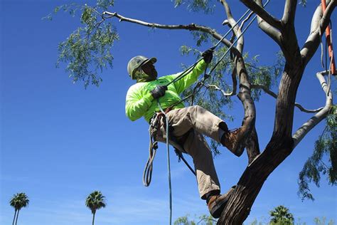 Phoenix tree trimming service, where you live! Citrus Tree Care Phoenix AZ | Trees For Needs | Trees For ...