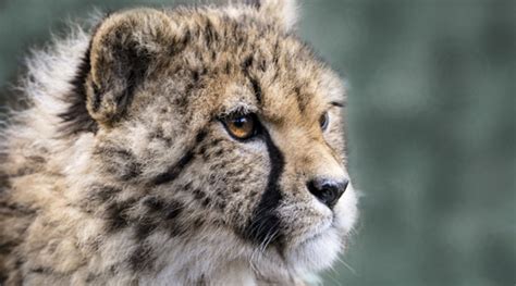 Find an animal sanctuary, wildlife refuge, farm sanctuary, wildlife sanctuary, wolf sanctuaries, big cat sanctuary, exotic animal sanctuary, wild animal rescue, wildlife rescue, equine rescue and other animal sanctuaries in our green resources guide. Kent's Big Cat Sanctuary praises public support - The ...