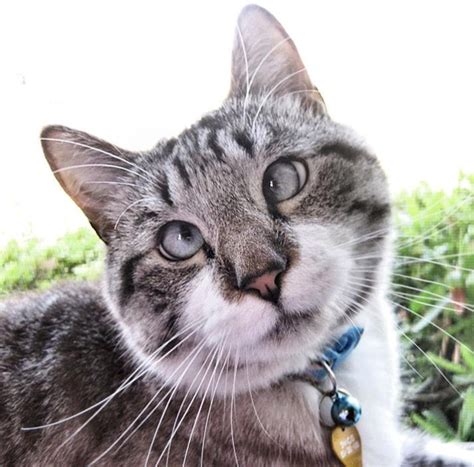 Meet Spangles A Cross Eyed Cat Who Will Steal Your Heart Catster