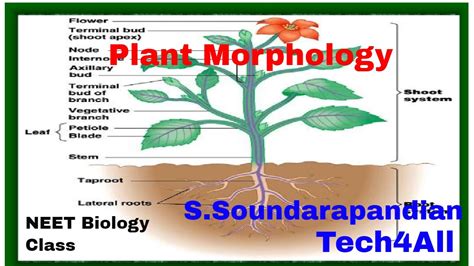 Tamil Biology Class:Plant Morphology www.tech4thepeople.in - YouTube