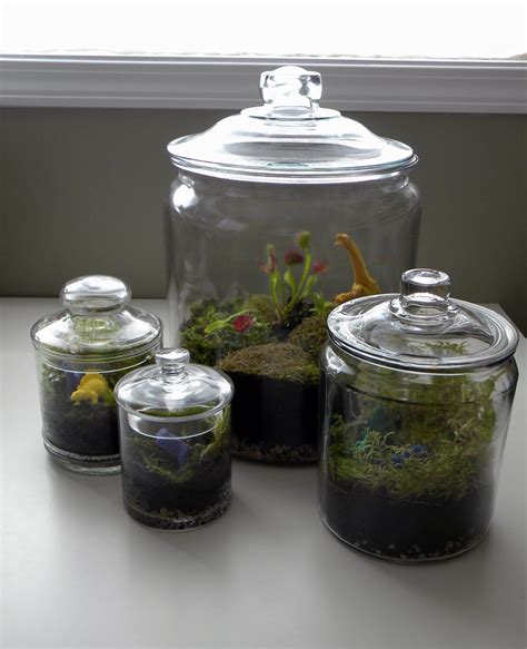 Hi, the leaves on my venus fly trap are turning brown around the edges. Pin by Caitlin Al-Ansari on Terrariums - Plants | Venus ...