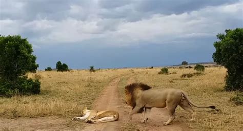 video lion sneaks up on and wakes up sleeping lioness in the worst way possible outdoors360