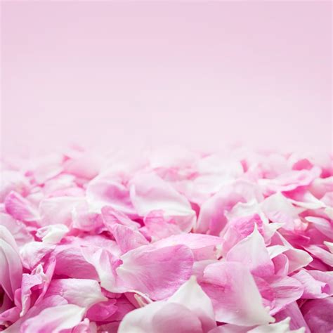 Premium Photo Background Of Fresh Pink Rose Petals