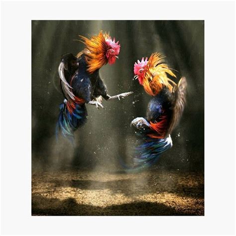 Two Roosters Fighting Poster By Getright209 Fighting Rooster Rooster
