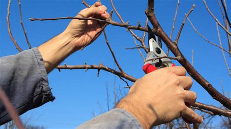 Kirschbaum Schneiden Tipps Für Die Richtige Baumpflege