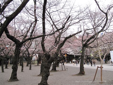 Share the world's most popular and beautiful girls every day. 靖国神社の桜、市ヶ谷堤の桜: Earth