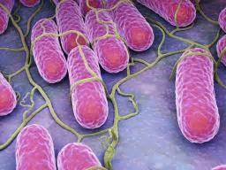 Salmonella bacteria typically live in animal and human intestines and are shed through feces. Salmonella: Symptoms, causes, and treatment