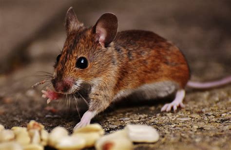 Say Goodbye How To Get Rid Of Mice In Your House Green Pest Services