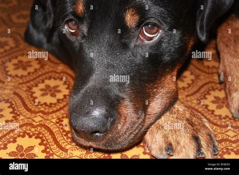 Rottweiler Lying On The Floor Close Stock Photo Alamy