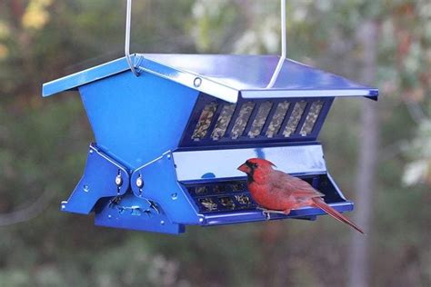The Best Squirrel Proof Bird Feeders And 12 Tips That Work