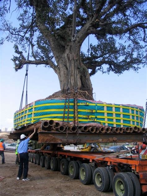 Large Tree Transplanting Gallery Tree Transplanting Big Tree