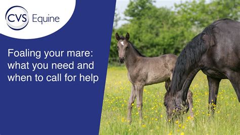 Foaling Your Mare What You Need And When To Call For Help Youtube