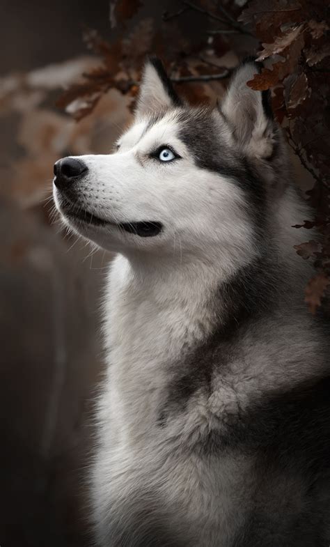 1280x2120 Siberian Husky Dog Breed Iphone 6 Hd 4k Wallpapersimages
