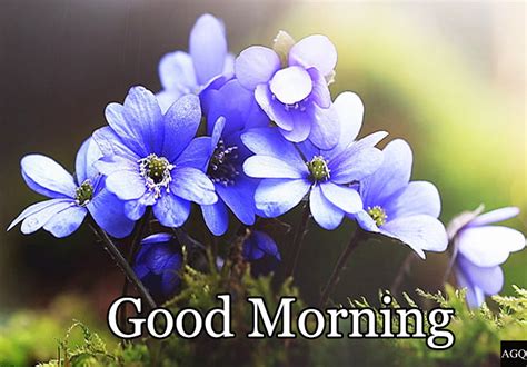 Good Morning Blue Flowers Images