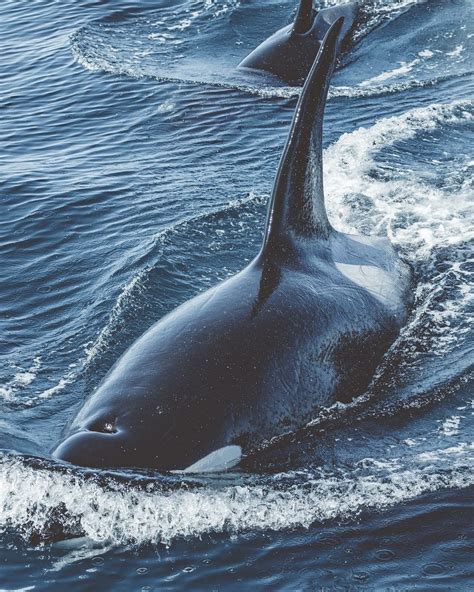 Orcas Predator Hunting Orca Whales Marine Mammals Mundo Animal