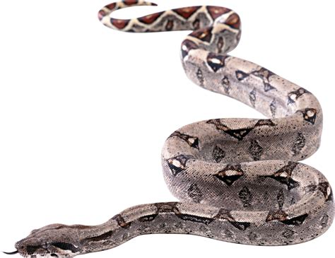 Snake PNG image picture download free