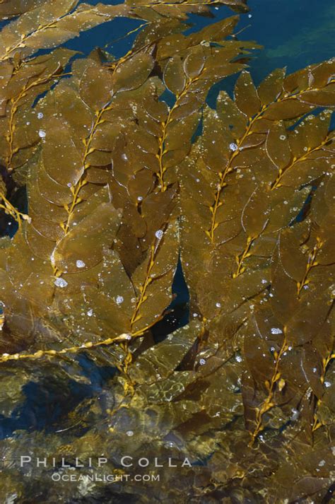 Giant Kelp Macrocystis Pyrifera San Clemente Island California