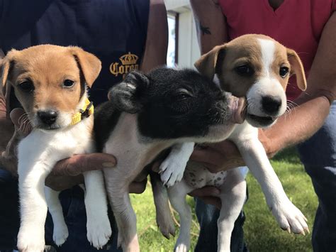 Black Canyon Veterinary Clinic - Nextdoor