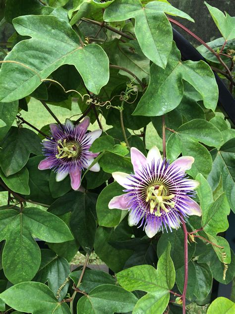 My Beautiful Passion Flowers Passion Flower Nature Beauty Flowers