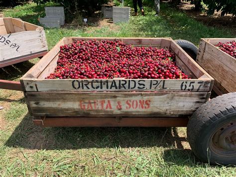 The Ultimate Guide To Pick Your Own Cherries In Orange Countryfoodtrails