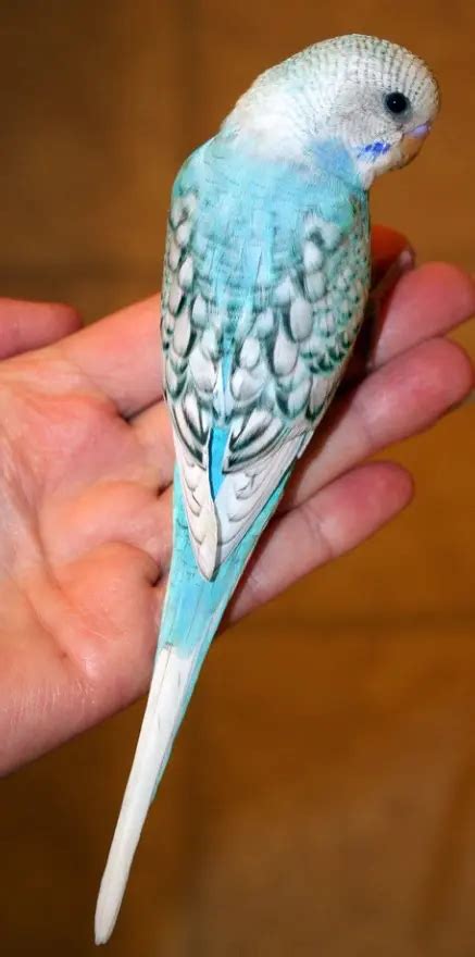 All Budgie Mutations And Colors And Varieties Photos Updated