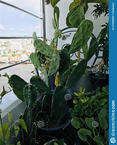 Planting Opuntia Cactus On Condominium Balcony Stock Image Image Of