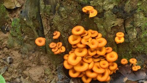 Uttarakhand Forest Dept Identifies 34 Wild Mushroom