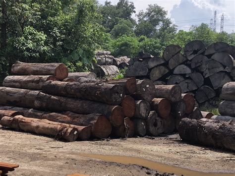 From the beginning, we focused in putrajaya's development. Raub Sawmills Sdn Bhd - Chengal Wood | Balau Wood Producer ...