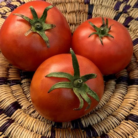 Dona Heirloom Tomato Seeds Organic Tomatofest