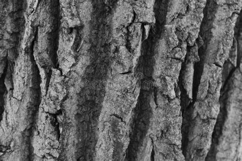 Close Up The Bark Of A Tree In Black And White Stock Image Image Of