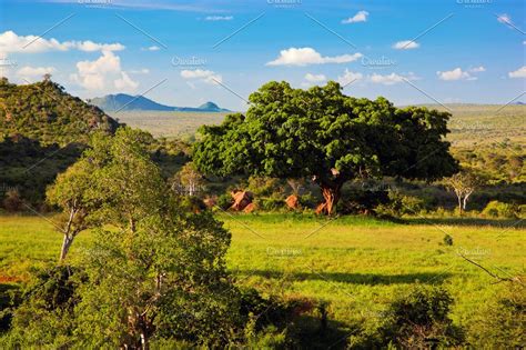 Grassland With Rich Flora Africa High Quality Nature Stock Photos