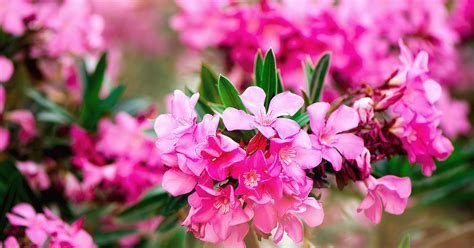 Learn about the potential benefits of oleander including contraindications, adverse reactions, toxicology, pharmacology and historical usage. Oleander | Koppert