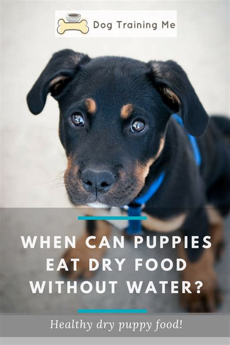 Nonetheless and irregardless of breed, puppies should be introduced to dry food by four weeks of age; At What Age Can Puppies Eat Dry Dog Food - DogWalls