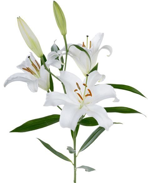 White Lily Png Free Logo Image