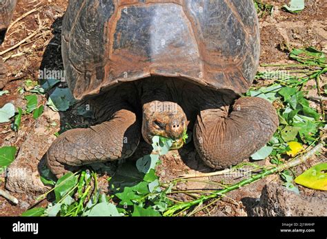 Giant Tortoise Charles Darwin Research Station Puerto Ayora Santa Cruz Island Galapagos