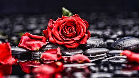 Red Roses Hd Wallpapers Top Free Red Roses Hd Backgrounds